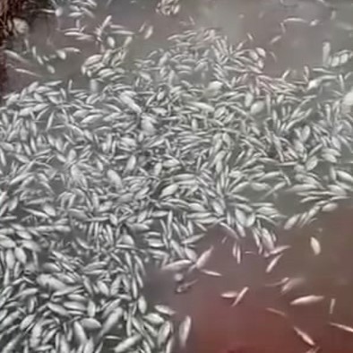 a-peixeees-imagens-