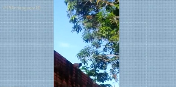 macaco