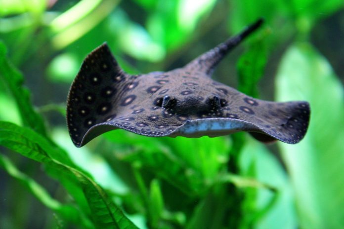 potamotrygon-new-england-scaled