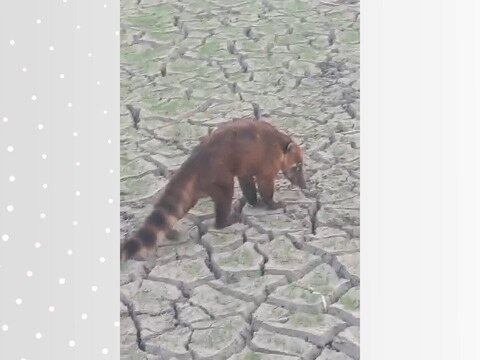 Vídeo mostra quati fugindo do fogo e procurando água em lago que secou dentro da Ilha do Bananal