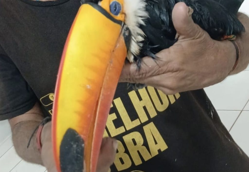Homem leva tucano ferido à UPA e vai embora antes da chegada de apoio especializado; entenda