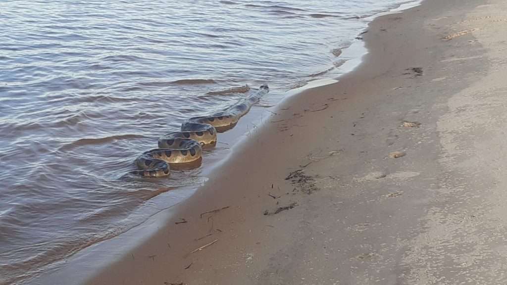 Alerta no Tocantins: Resgates de animais silvestres crescem 40% e área urbana concentra a maioria dos incidentes