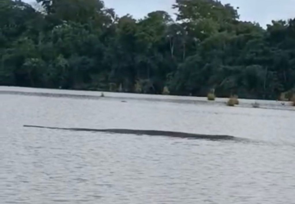 Mulher registra sucuri gigante em lago no interior do Tocantins; assista