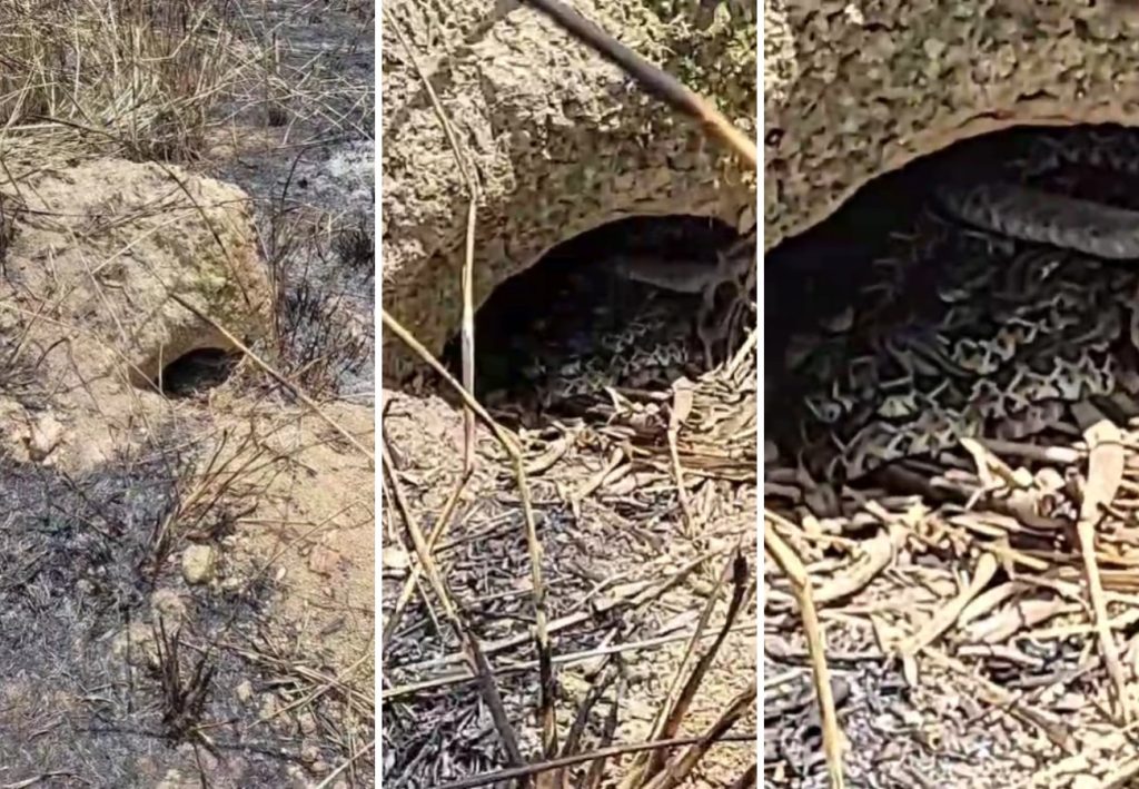 Tocantins soma 1,5 mil picadas de serpentes em pouco mais de dois anos; veja cuidados