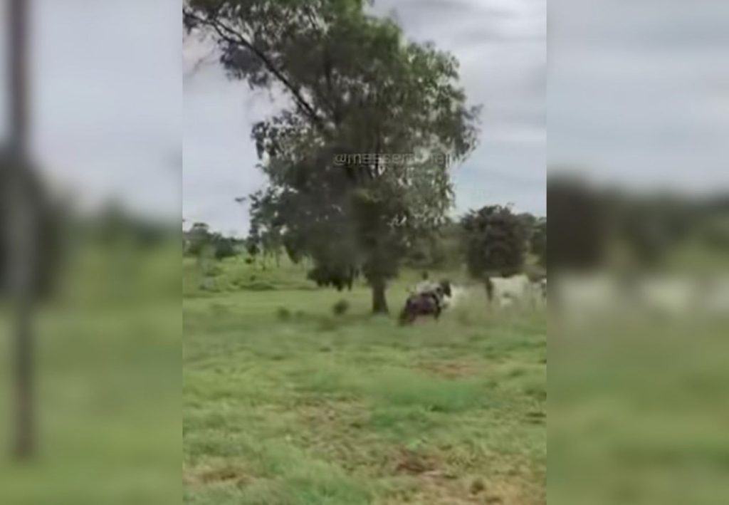 Filha de 6 anos do sertanejo Henrique viraliza nas redes sociais ao tocar gado sozinha; VÍDEO