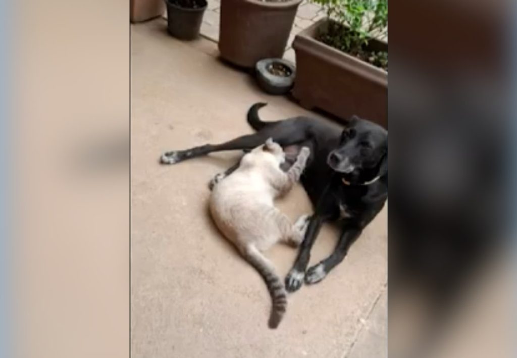 Cachorra é encontrada morta em frente de casa após tutora ouvir tiros: ‘Muito doloroso’