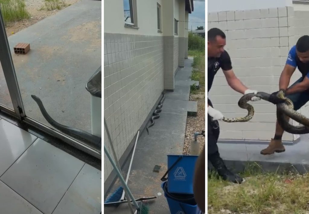 Entenda o aparecimento recorrente de sucuris em cidade no interior do TO