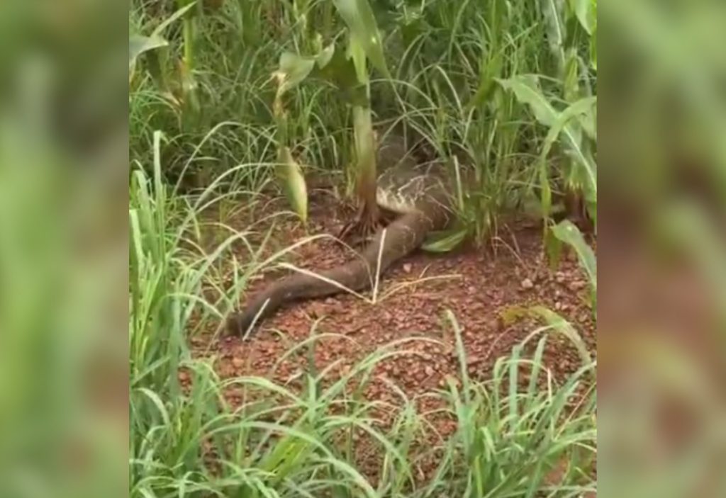 ‘Chegou a reagir com um bote’, diz engenheiro que se surpreendeu com cascavel gigante em estrada; VÍDEO