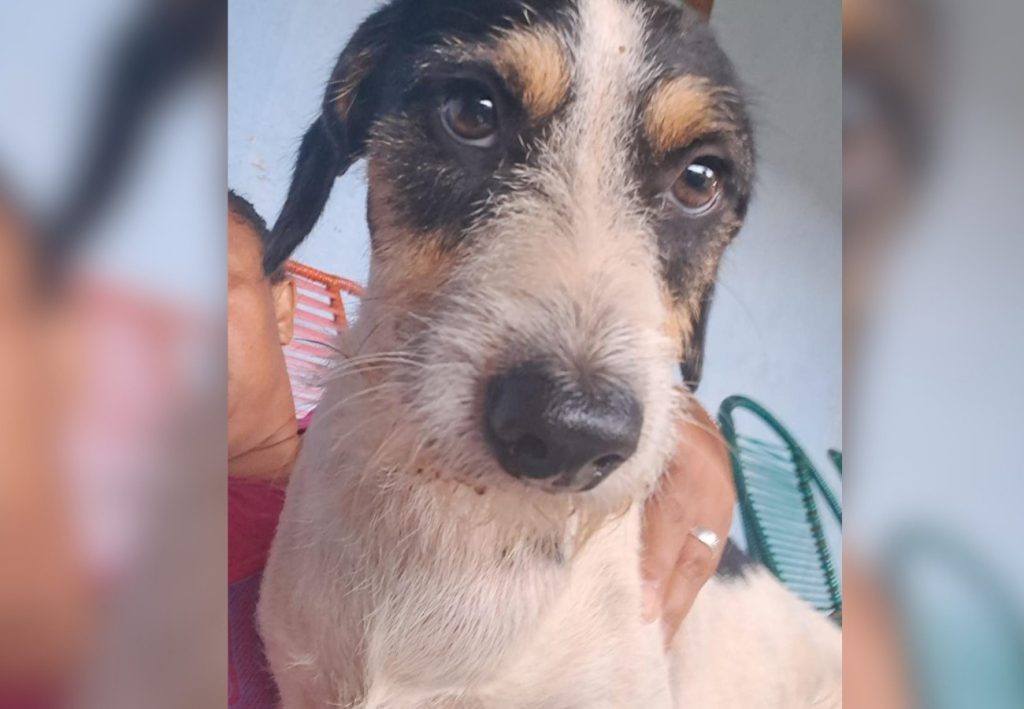 Pitbulls atacam e matam cachorro que fazia companhia para idosa em Palmas; VÍDEO